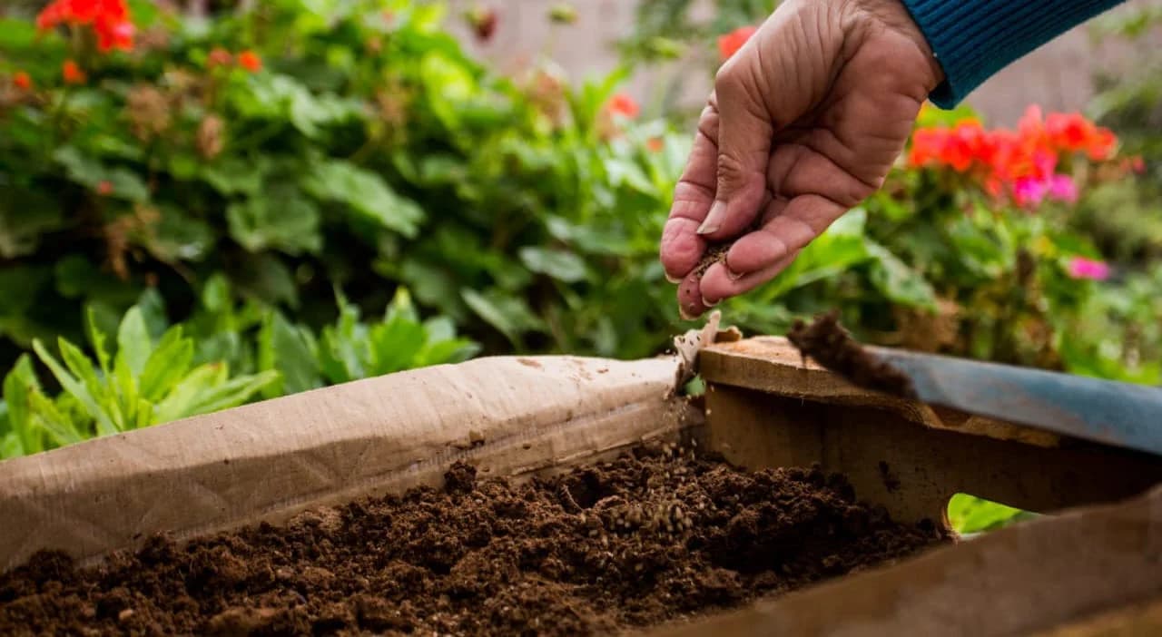 San Martín realizará una nueva entrega de plantines y semillas de temporada