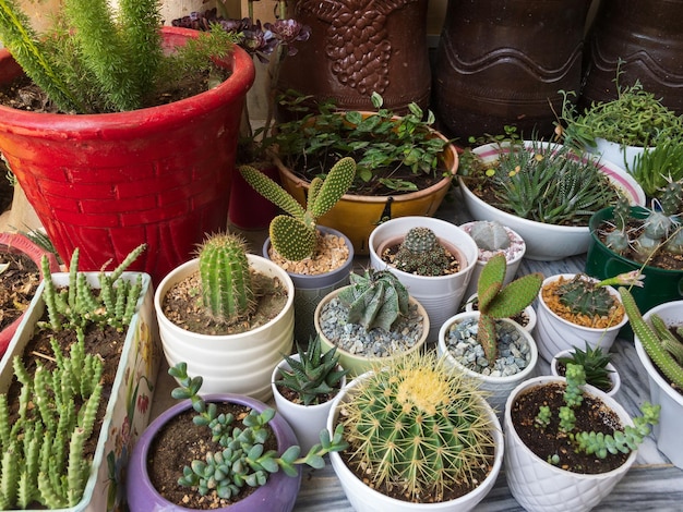 Taller sobre manipulación de plantas autóctonas y cactus en la Ciudad