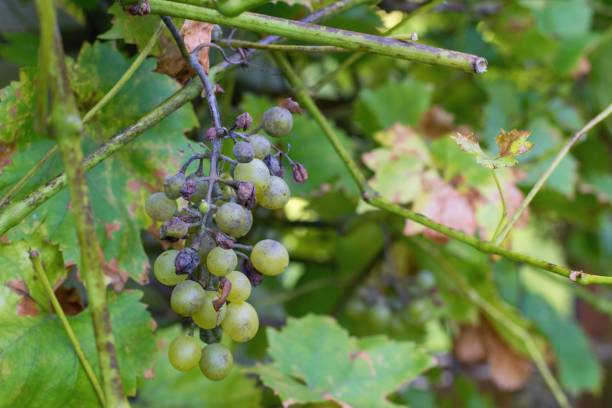 Plant disease Peronospora (Plasmopara viticola) also known as grape downy mildew.