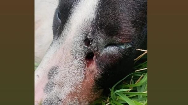 Sigue el maltrato animal, ahora balearon a un perro en Pocito