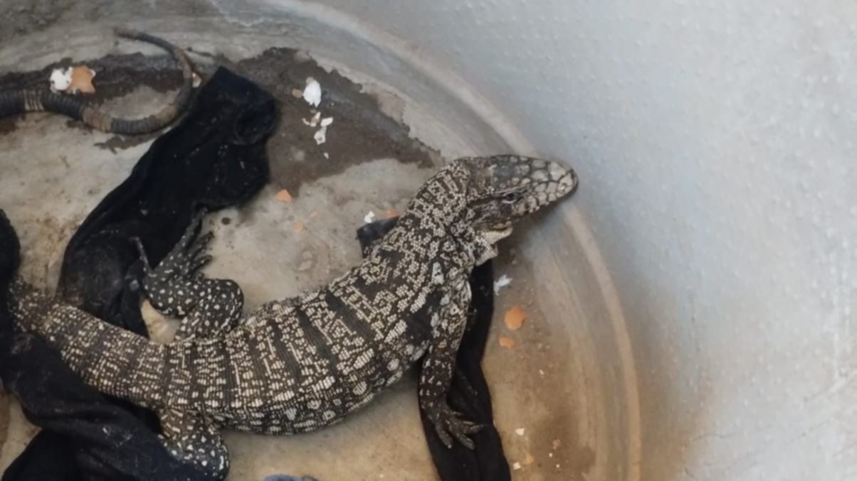 Un lagarto overo “visitó” una vivienda de Chimbas