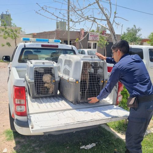 La División Policía Ecológica protege la fauna y el bienestar animal